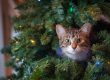 Bien choisir votre sapin de Noël