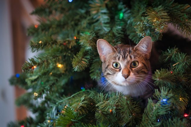 Bien choisir votre sapin de Noël Bien choisir votre sapin de Noël